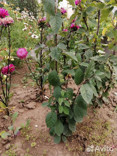 Саженцы терна