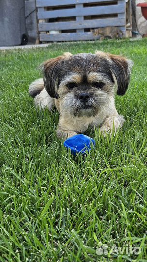 Ши-тцу вязка