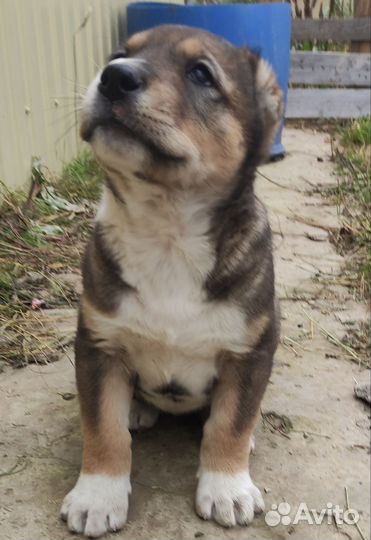 Кавказская овчарка