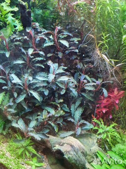 Аквариумные растения(Отправка по всей России)