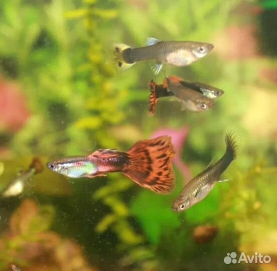 Рыбки Гуппи