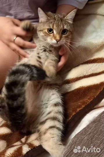 Британская кошка