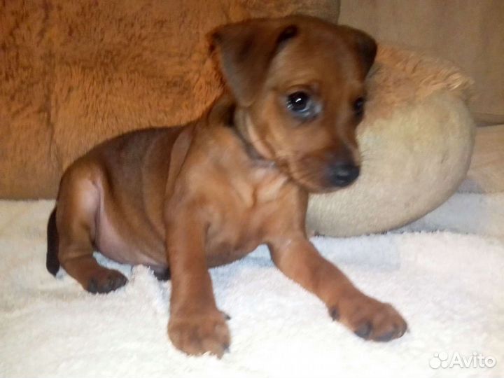 Цвергпинчер