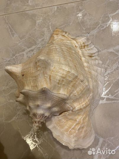 Ракушки огромные