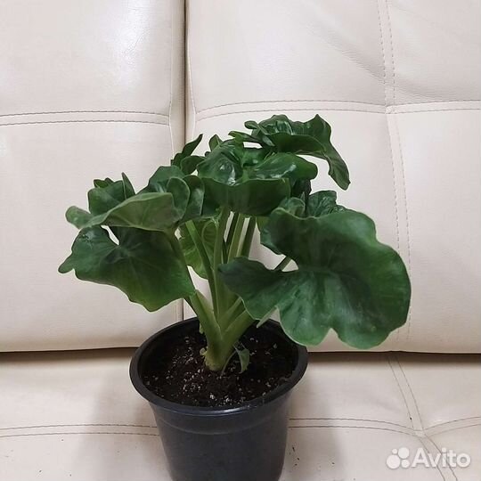 Филодендрон Атом