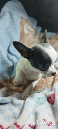 Щенки чихуахуа мини мальчики