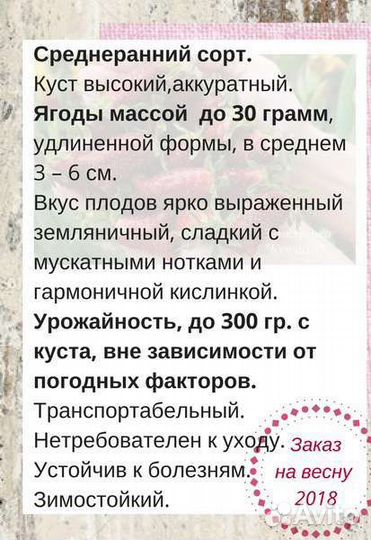 Клубника купчиха