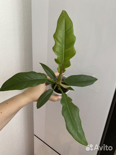 Филодендрон джангл бугги