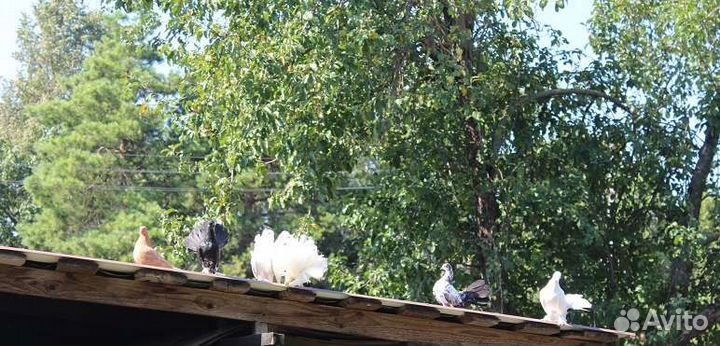 Ручные голуби