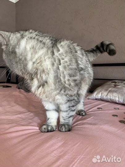 Шотландская прямоухая кошка