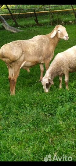 Баран Арашан