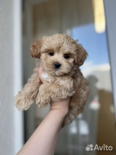 Maltipoo f1