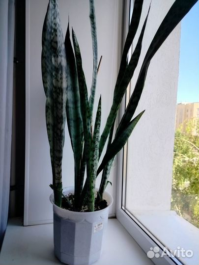 Цветы в горшках