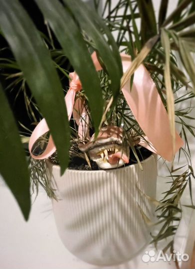 Полимерная глина украшения грибы хищные