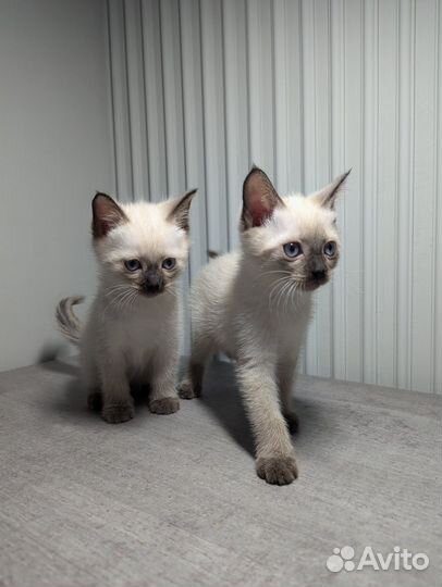 Тайско-Сиамские котята (остался мальчик)