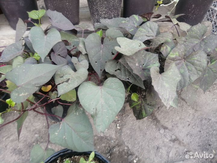 Цветы петуния