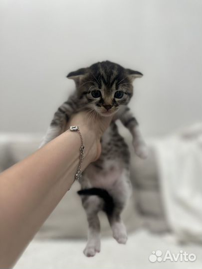 Вислоухий котенок в добрые руки