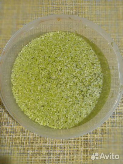 Ряска из аквариума