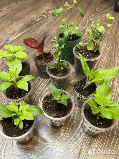 Укорененные черенки вегетативной петунии