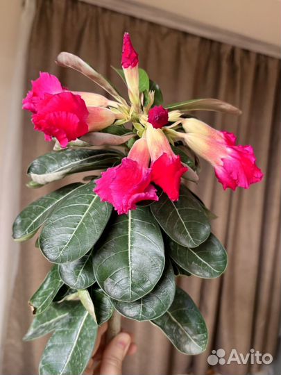 Адениум сеянец цветущий взрослый