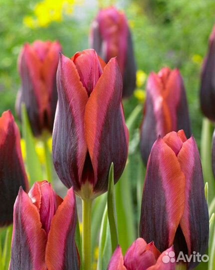 Луковицы тюльпанов