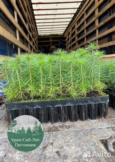 Зкс Сосна сеянцы Ели Лиственницы окс Голуб Горная