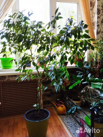 Фикус бенджамина большой