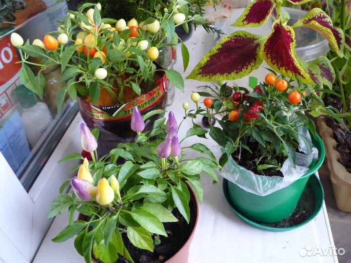 Декоративные перчики