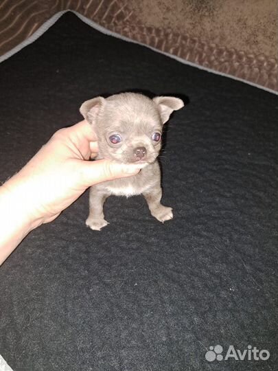 Чихуахуашечки