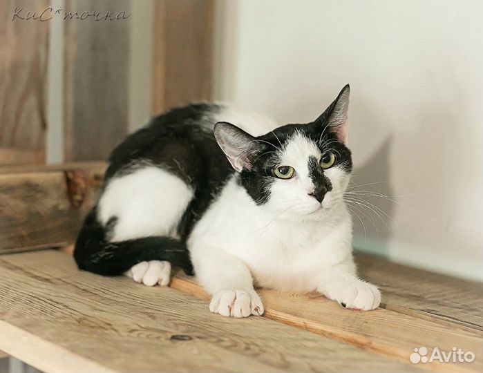 Кошка
