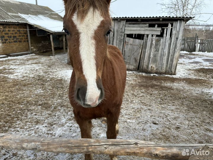 Продается жеребенок