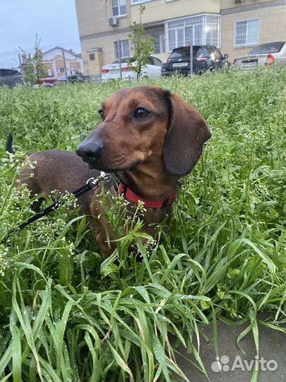 Такса вязка