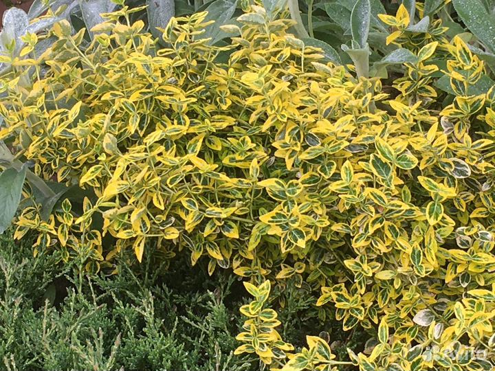 Бересклет жёлтый,белый, хоста, лилейники