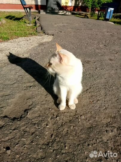 Отдам кота в хорошие руки