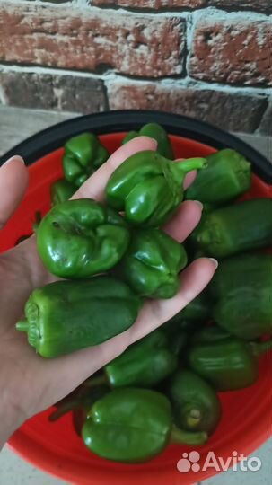 Перец болгарский 15 л