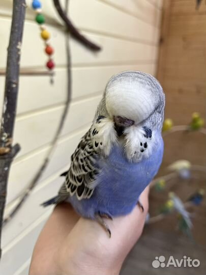 Выставочный волнистый попугай ввп чех самец