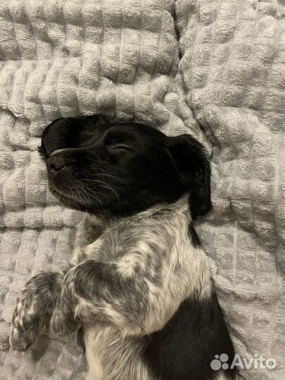 Русский спаниель