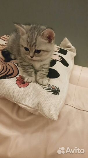 Британские котята