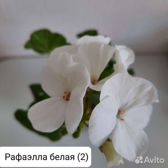 Герань пеларгония