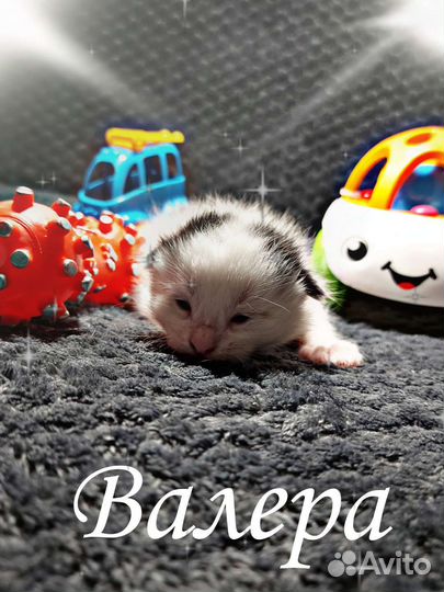 Кошки и котята