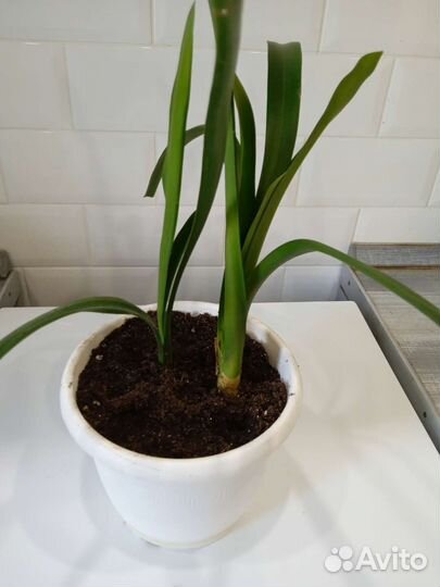 Кливия киноварная (C.miniata)