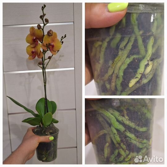 Орхидея Фаленопсис Амаретто. Арома