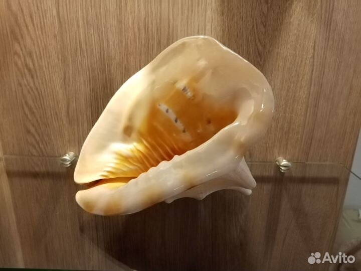 Продам ракушки