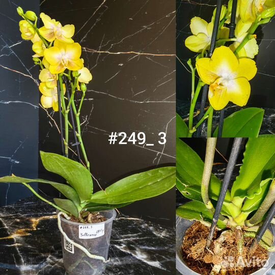 Орхидея Yellowcup