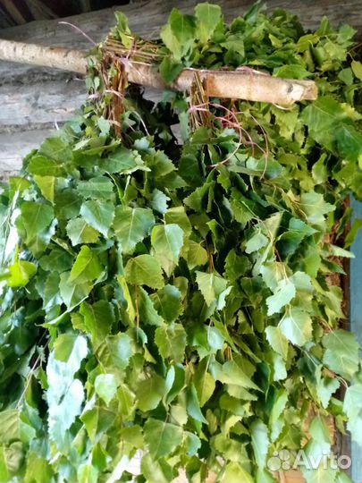 Дубовые и Берёзовые Веники свежие зелёные