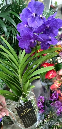 Орхидея Ванда цветущая в вазоне