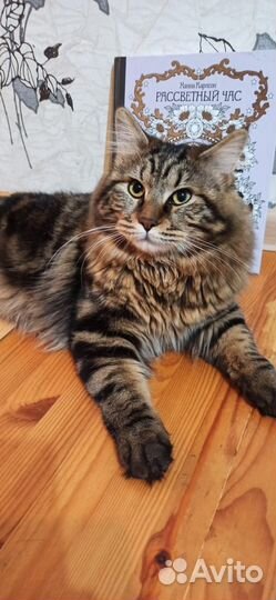 Кот для вязки