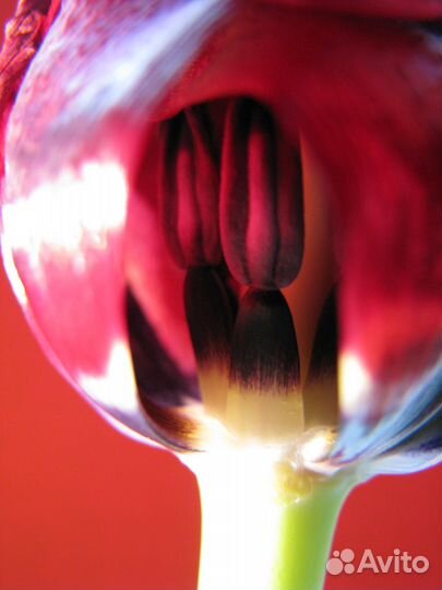 Авторское ART фото / цветочные мотивы / 75х100 см