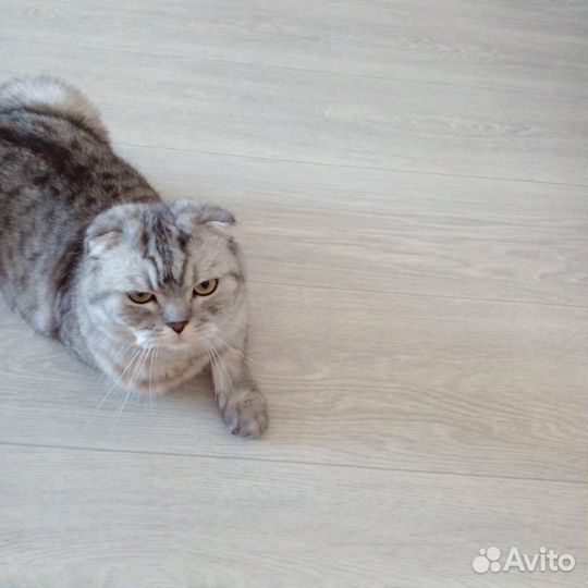 Отдам кошечку в добрые руки