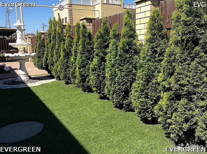 Туи с доставкой